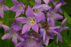 2013-08-18_Regina-F-Rau_Schachen_Blumen  (105).JPG